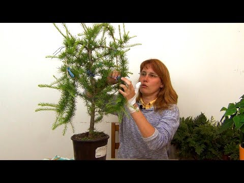 Видео: Ниваки из лиственницы (ч.2).