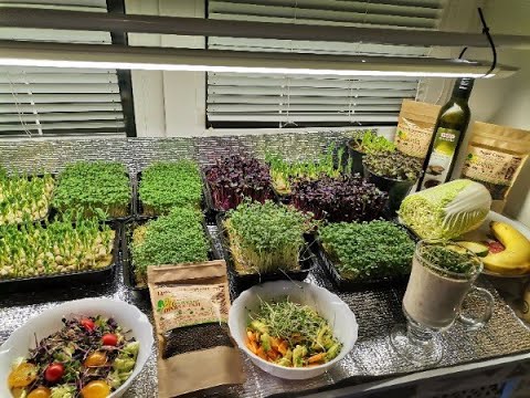 Видео: Микрозелень - собираем урожай, готовим три бессовестно вкусных и  полезных блюда. Запишите рецепты!