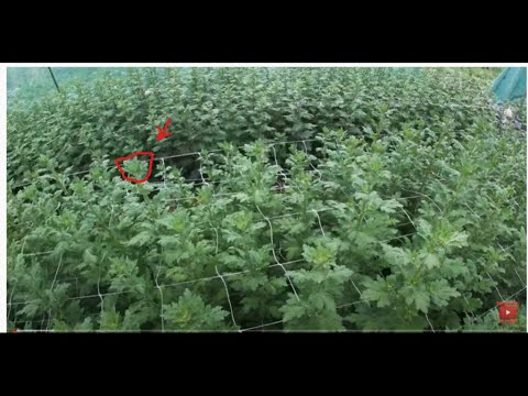 Видео: ОСНОВНЫЕ БОЛЕЗНИ И ВРЕДИТЕЛИ ХРИЗАНТЕМЫ И КАК С НИМИ БОРОТЬСЯ.