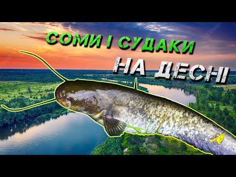 Видео: ✅СОМИ І СУДАКИ на Спінінг! Джиг на Десні✅