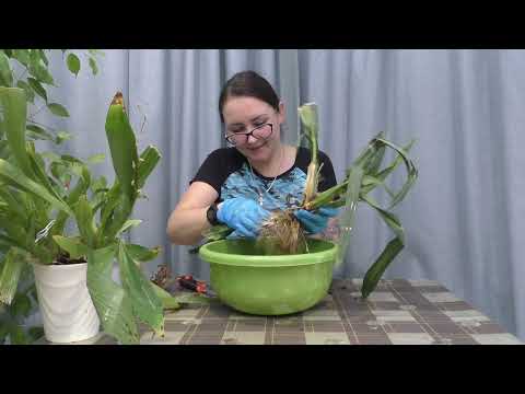 Видео: Корни КАМБРИЙ съели весь грунт / Долгожданная пересадка МОИХ КРАСАВИЦ