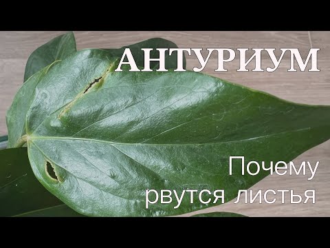 Видео: №88. Антуриум. Проколы и вмятины на листьях, рваные листья - причины.