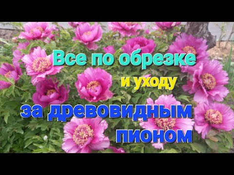 Видео: Все по ОБРЕЗКЕ и уходу за ДРЕВОВИДНЫМ пионом
