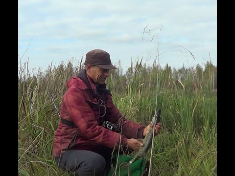 Видео: Осінній жор ОКУНЯ, на УЛЬТРАЛАЙТ і мікро джиг, і влетів не поганий бонус. Рибалка на спінінг.