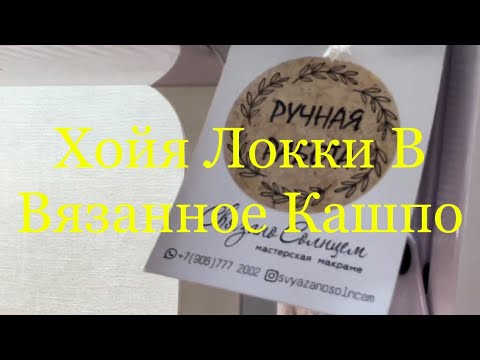 Видео: Пересадка Хойя Локки и вязаный кашпо
