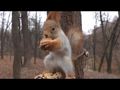 Видео: Немного о Толстой / A little bit about Tolstaya