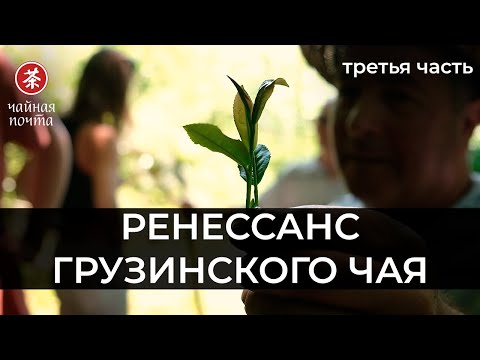 Видео: Ренессанс Грузинского Чая (ч. 3) | Погружение в историю, китайцы, чайные туры