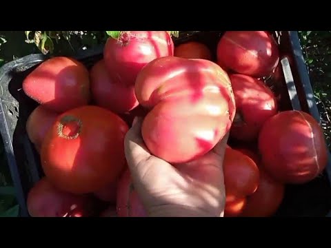 Видео: ЖОВТІЄ ЛИСТЯ НА ОГІРКАХ  І ТОМАТАХ ЧИМ РЯТУЄМО РОСЛИНИ 26 липня 2025 р.