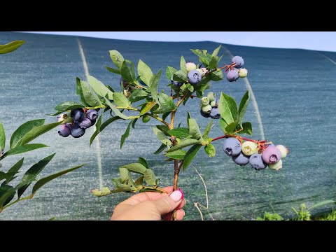 Видео: С какого возраста Голубика даёт ягоду?! 🤔🫐