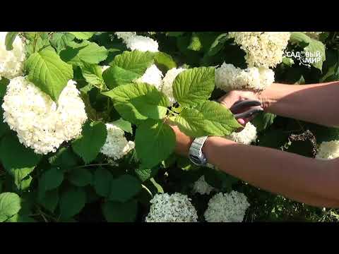 Видео: Гортензия древовидная Анабель : неприхотлива в уходе, но очень красива