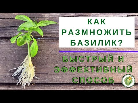 Видео: СУПЕР БЫСТРЫЙ способ размножить базилик без семян!