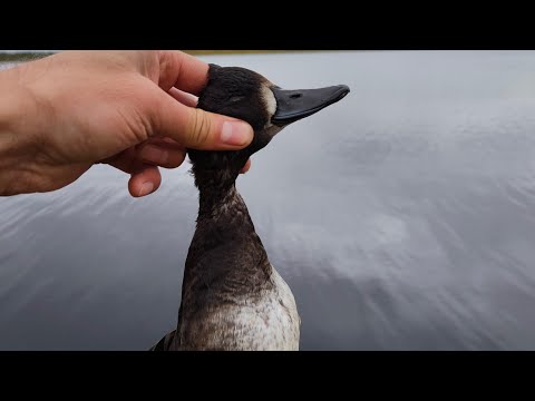 Видео: Охота на утку! Пришла северная утка, и Морской ЧЕРНЕТЬ