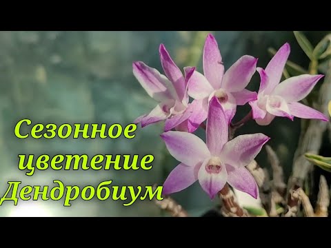 Видео: Сезонное цветение Дендробиумов.2024.