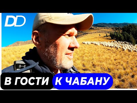 Видео: ЖИЗНЬ ЧАБАНА! ВОСХОЖДЕНИЕ НА ГОРНОЕ ПАСТБИЩЕ! КАК РАБОТАЕТ ЧАБАН? САМАЯ ОПАСНАЯ ГОРНАЯ ПРОФЕССИЯ!
