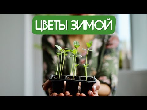 Видео: МОЯ СЕЛЕКЦИЯ ЦИНИЙ. Выращиваю цветы на балконе зимой #милыйдом