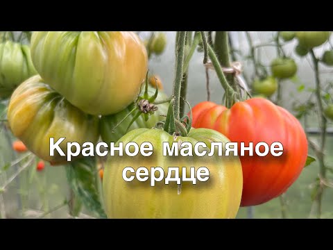 Видео: Большой обзор томатов ! Август 2025