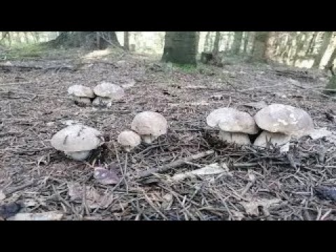 Видео: Зайшов в Новий ліс у Карпатах а там стільки ГРИБІВ Білих!!! В карпатах дуже багато грибів. Гриби