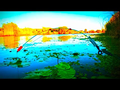 Видео: Рыбалка на карася в молодых кувшинках, ловля на боковой кивок.