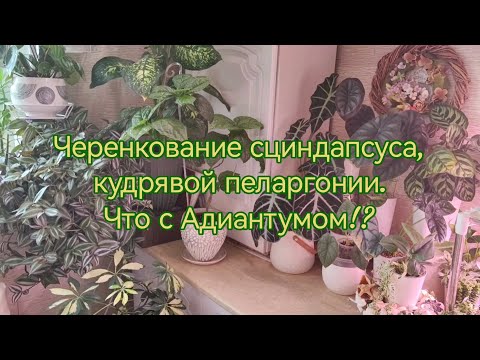 Видео: Черенкование сциндапсуса , душистой и кудрявой пеларгонии. И что стало с Адиантумом?!