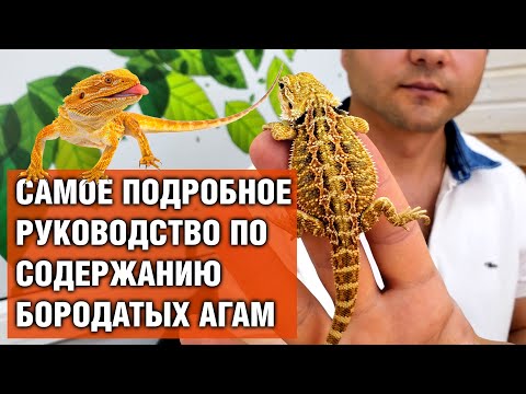 Видео: Бородатая агама — Содержание и уход в домашних условиях