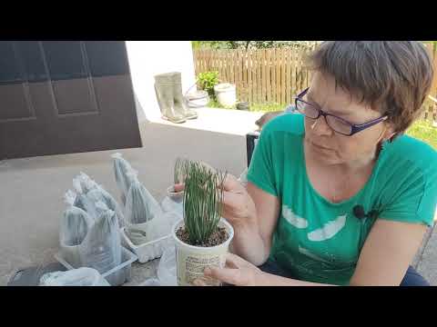 Видео: Результаты черенкования сосны горной и гортензии метельчатой. И такие бывают результаты.