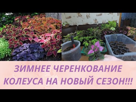 Видео: Колеус.Зимовка колеуса. Укоренение черенков в торфе Агробалт. Красивые цвета для сада и дома.