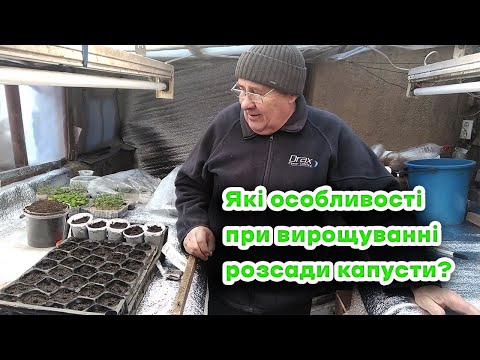 Видео: Які особливості при вирощуванні розсади капусти?
