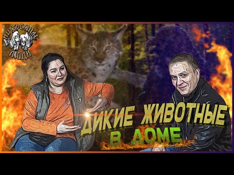 Видео: 💥Дикие животные дома - трудности в содержании // Интересные Люди💥