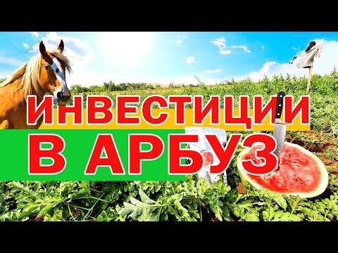 Видео: Инвестиции в арбуз 💸🍉 14 08 2021