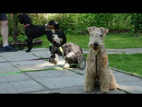 Видео: ДТ - 370. Усиление связи через преодоление препятствий : "кочки", туннели, слалом