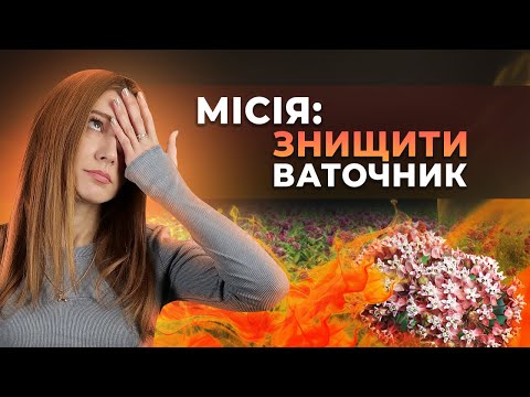 Видео: ЧИМ ЗНИЩИТИ ВАТОЧНИК СИРІЙСЬКИЙ?