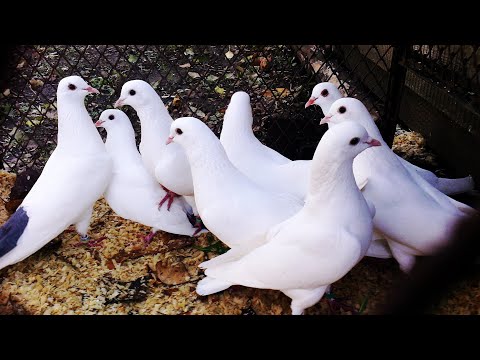 Видео: Вот они Настоящие БАКИНЦЫ 👍 Месяц в ЗАПЕРТИ и СРАЗУ в ТОЧКУ 😎✊