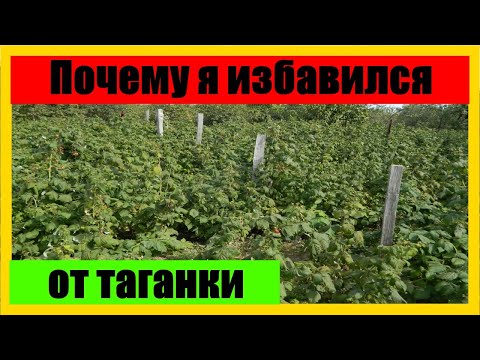 Видео: таганка малина  || малина таганка #малина  #таганка  #ягода