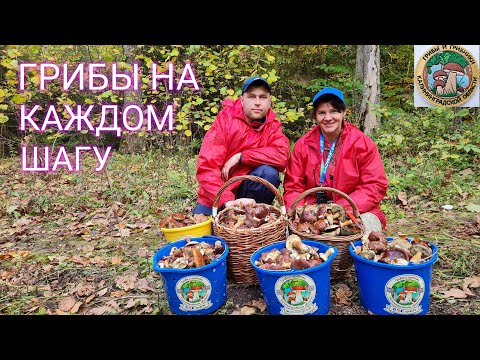 Видео: Фантастический сбор ПОЛЬСКОГО ГРИБА. Грибники в шоке