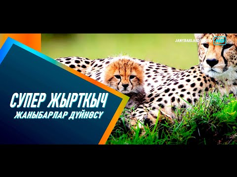 Видео: ЖАНЫБАРЛАР ДҮЙНӨСҮ КЫРГЫЗ ТИЛИНДЕ 2023 СУПЕР ЖЫРТКЫЧ ГЕПАРД