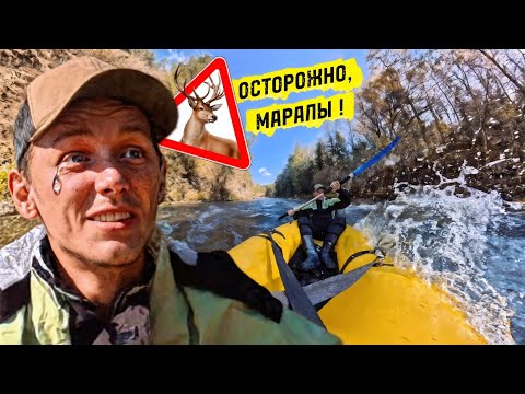 Видео: СПЛАВ ДОВЁЛ МЕНЯ ДО СЛЁЗ 🥺 ЗОЛОТАЯ ОСЕНЬ 🍂 ГОН МАРАЛОВ🦌