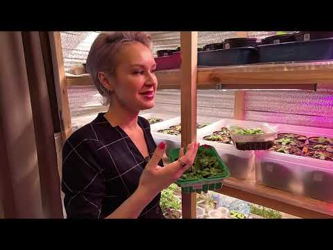 Видео: ВИРУС НА ПЕТУНИИ,ЧТО ДЕЛАТЬ,КАК ОПРЕДЕЛИТЬ.