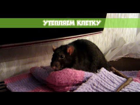 Видео: УТЕПЛЯЕМ КЛЕТКУ НА ОСЕНЬ ||  Мои способы