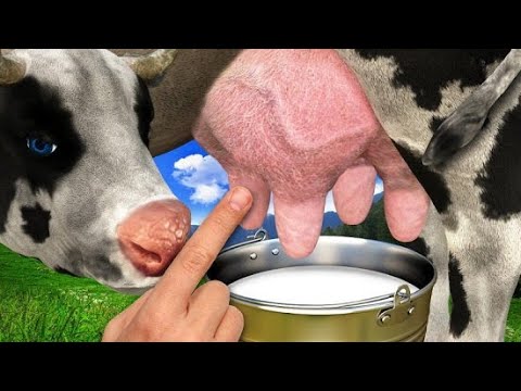 Видео: Что делать в первые сутки после отела?