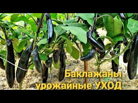 Видео: Баклажан Король рынка.Отличные сорта. Лучше растут в открытом грунте