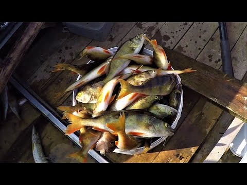 Видео: ТРИ КАНАЛА НА ПЕЧОРЕ #3 \ НАТЯГАЛИ ОКУНЕЙ \ КАЙФАНУЛИ ПО ПОЛНОЙ