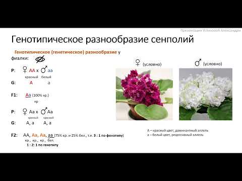 Видео: Лекция 1.  Генетика и изменчивость на примере фиалок