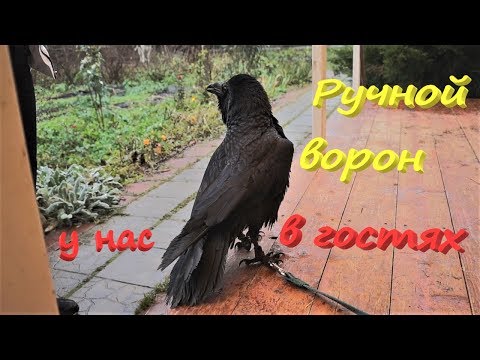 Видео: Огромный ручной ВОРОН попал ко мне на участок!