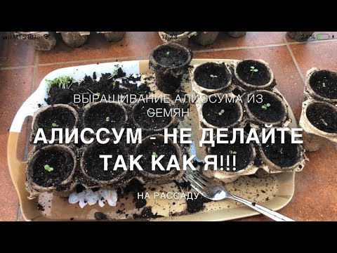 Видео: Основные ошибки при выращивании рассады АЛИССУМА!!