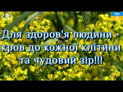 Видео: Для здоров'я людини - кров до кожної клітини та чудовий зір!!!🌺🌺🌺