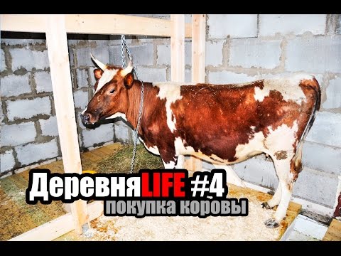 Видео: ДеревняLIFE #4. Как мы корову покупали. Содержание коровы. Айрширская порода \ Ayrshire cow