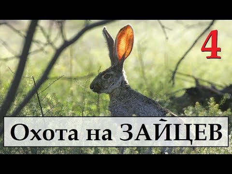 Видео: TheHunter Call of the Wild. На ОХОТУ.  ОХОТА НА ЗАЙЦЕВ  # 4