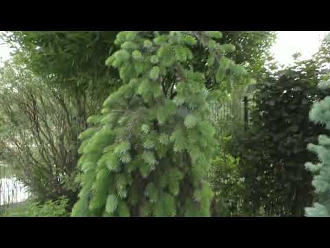 Видео: Опоры в розовом саду. Встречаем лето в Сибири