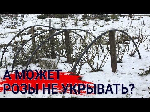 Видео: А может  розы не укрывать?