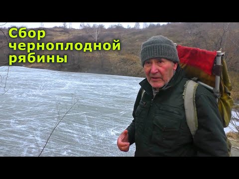 Видео: Сбор Черноплодной рябины